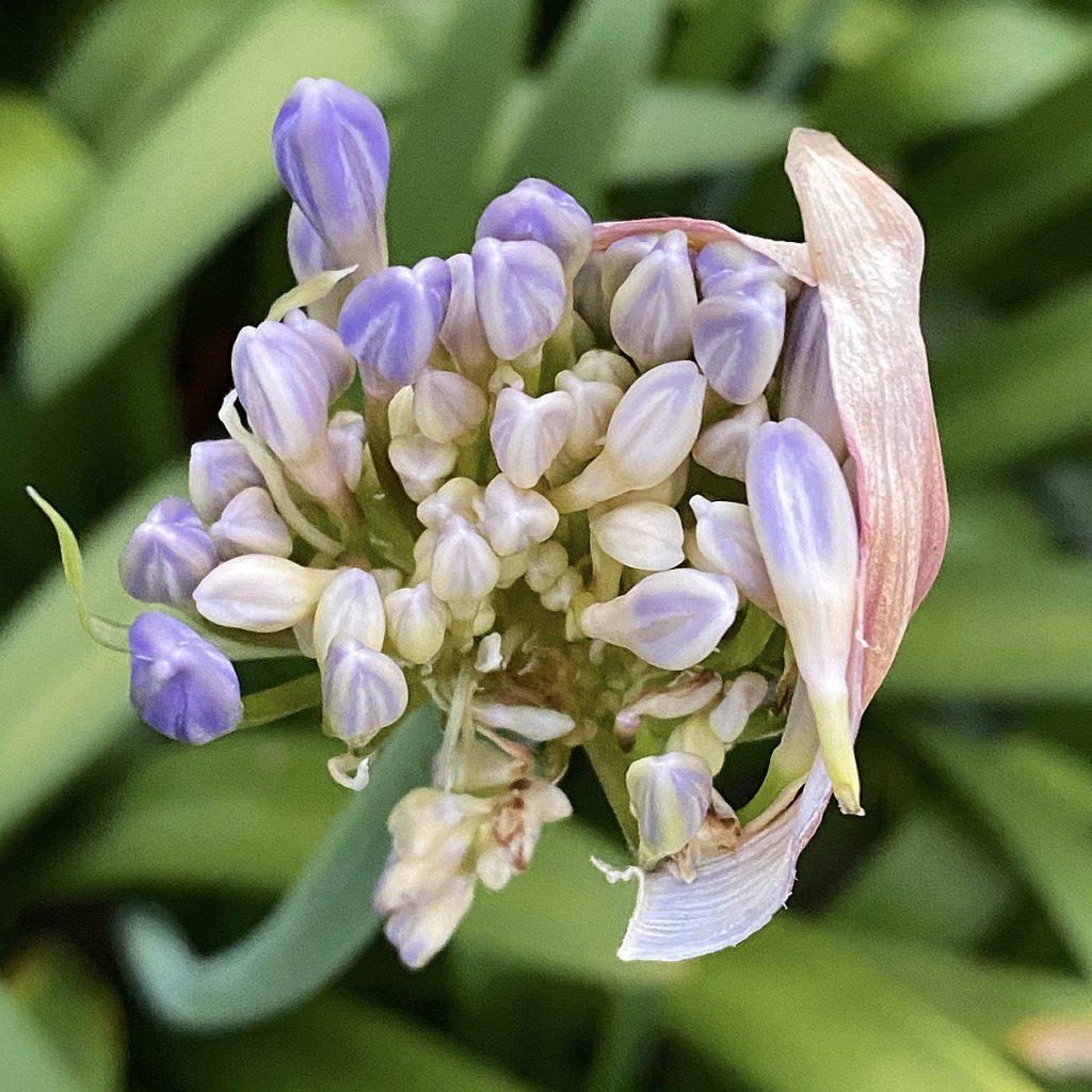 Fierce Compassion: Speaking Truth to Power | Photo of Agapanthus buds by Mary Marcdante