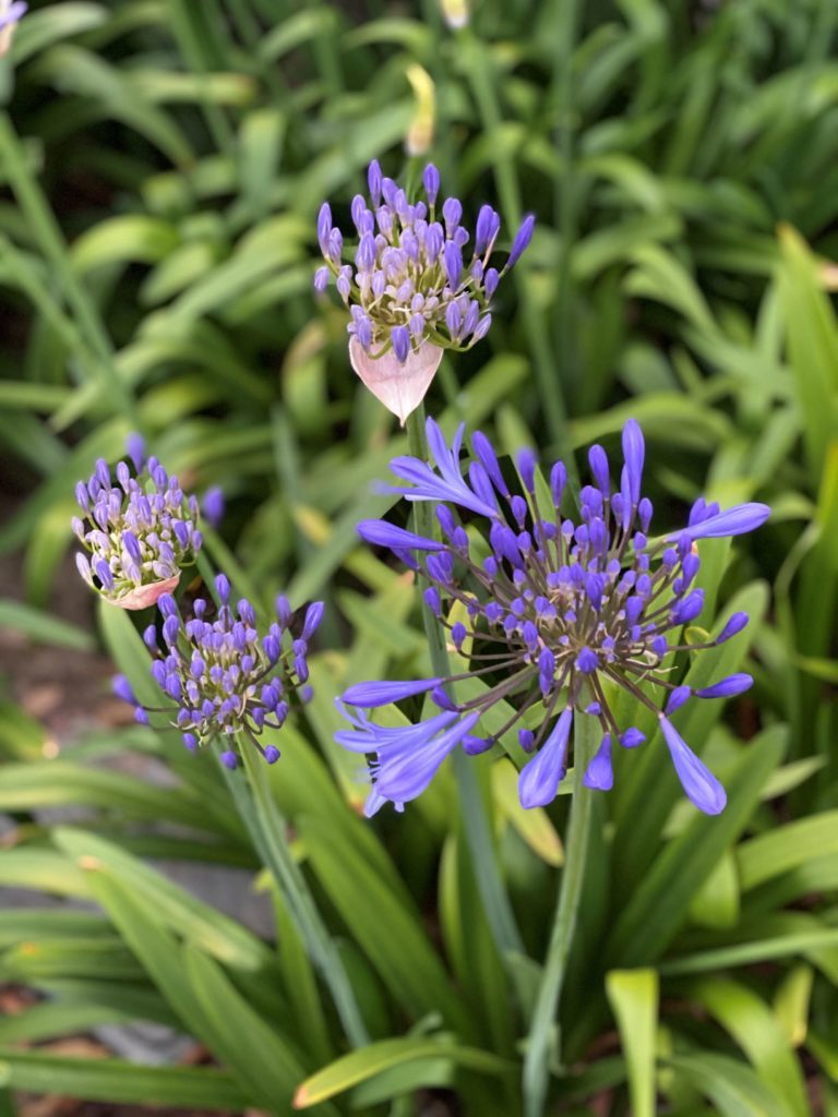 Agapanthus blooms by Mary Marcdante